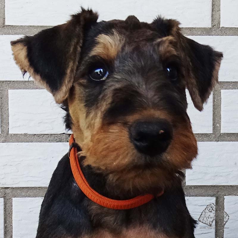 Airedale weg